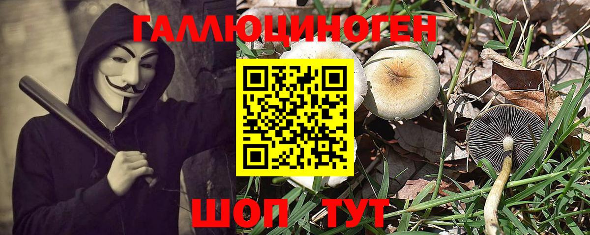 где можно купить наркотик  Вход с VPN  Елизово  Псилоцибиновые грибы GOLDEN TEACHER 